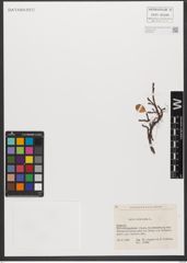 Foto von Salix reticulata L.